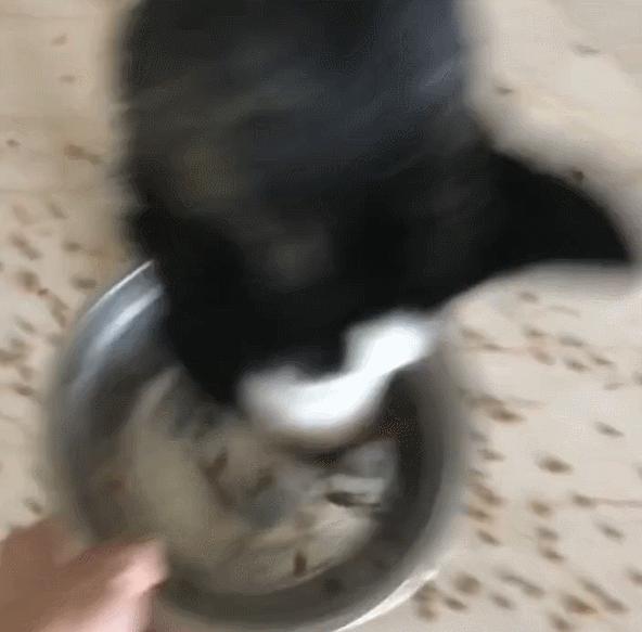 幼犬粮和全阶段粮的区别,成犬粮和幼犬