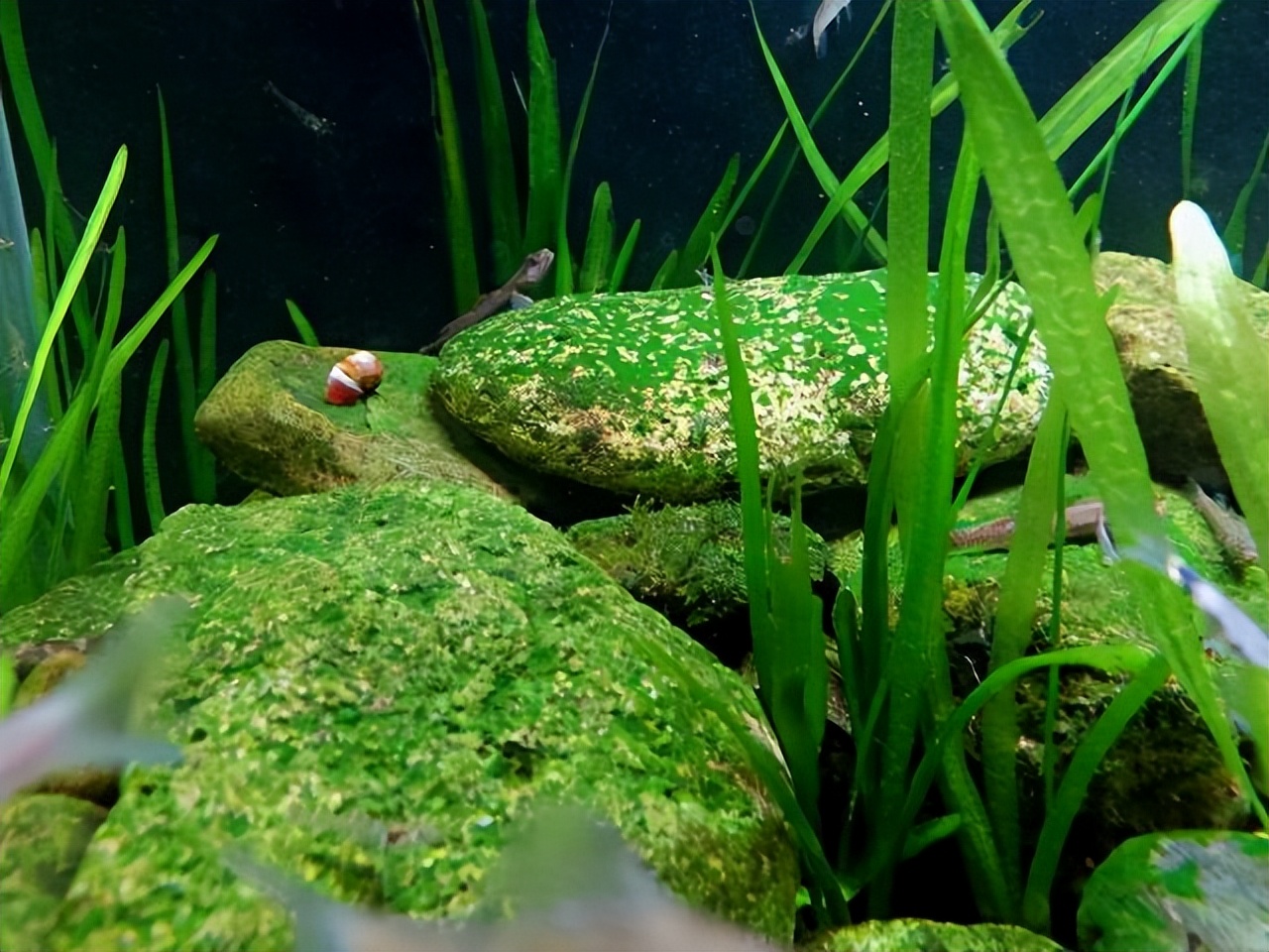 鱼缸玻璃长青苔怎么回事,鱼缸玻璃上长绿苔是怎么回事