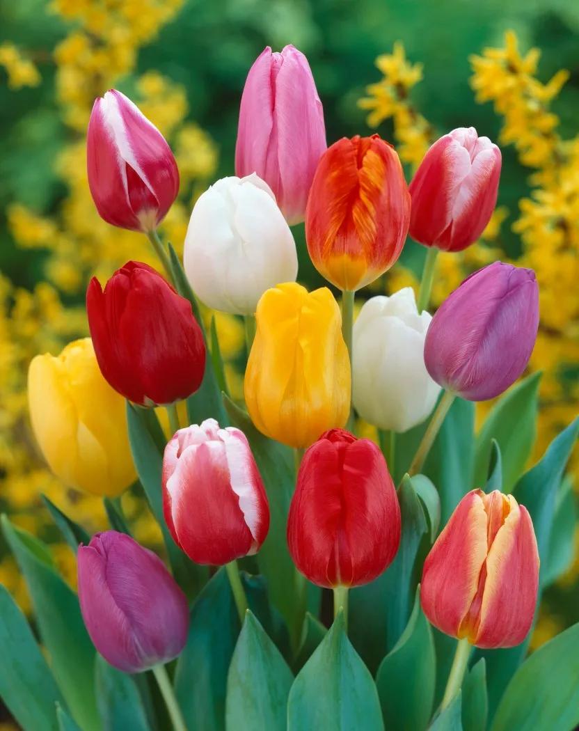 漂亮的郁金香随手一拍都是美景,春天的郁金香花海美得不可方物