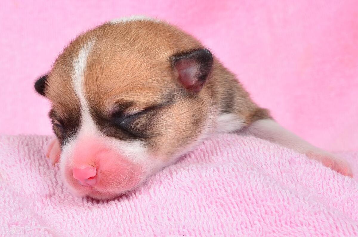 狗狗生完小狗不吃食怎么办,罗威纳生下小狗不吃食怎么办