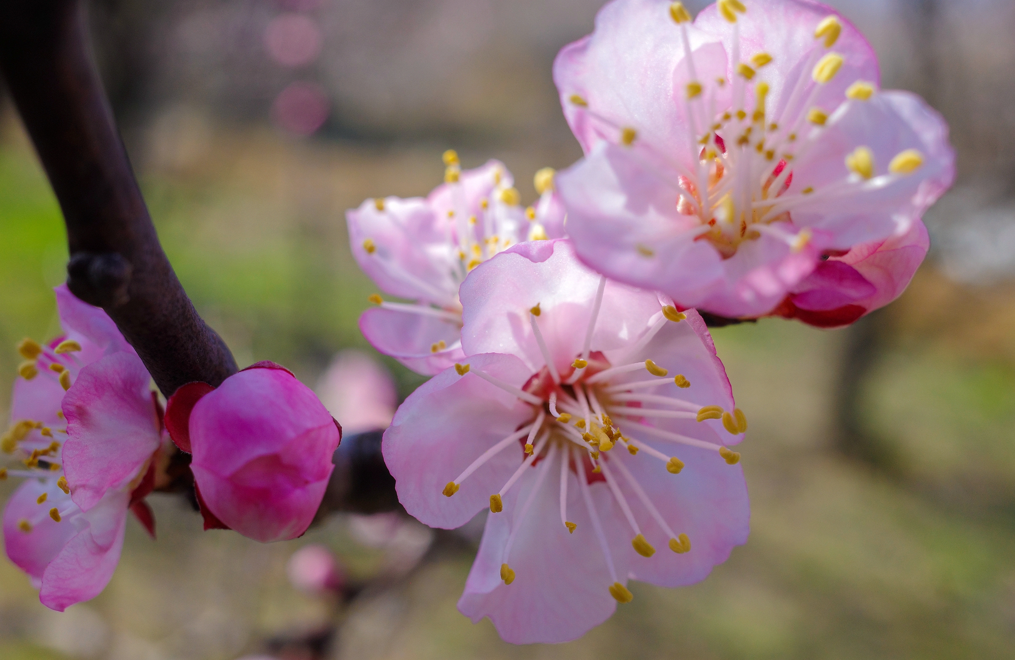 “云”上摄影展丨《徐村*光春**美人勤春来早》