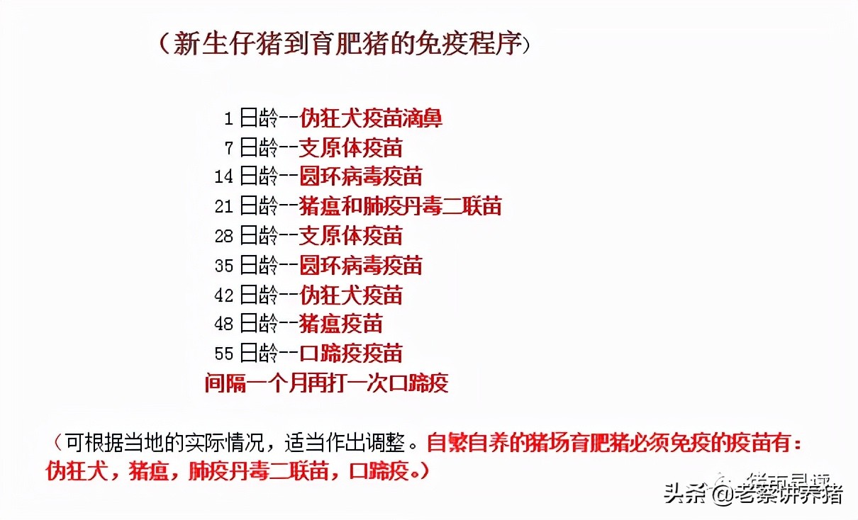 外购仔猪回来打什么疫苗,外购母猪疫苗顺序