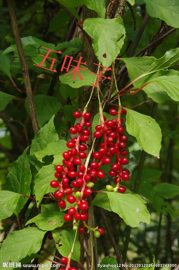 五子衍宗丸是道家古方,五子衍宗丸经典名方