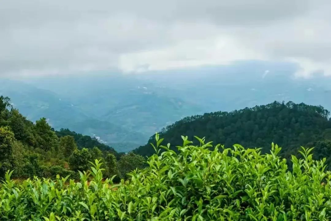 斯里兰卡破产！一带一路上还有哪些产茶大户？