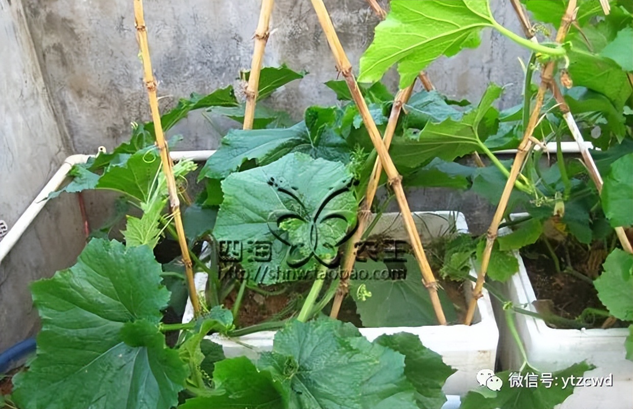 种冬瓜如何用肥,种冬瓜怎么只开花不结果