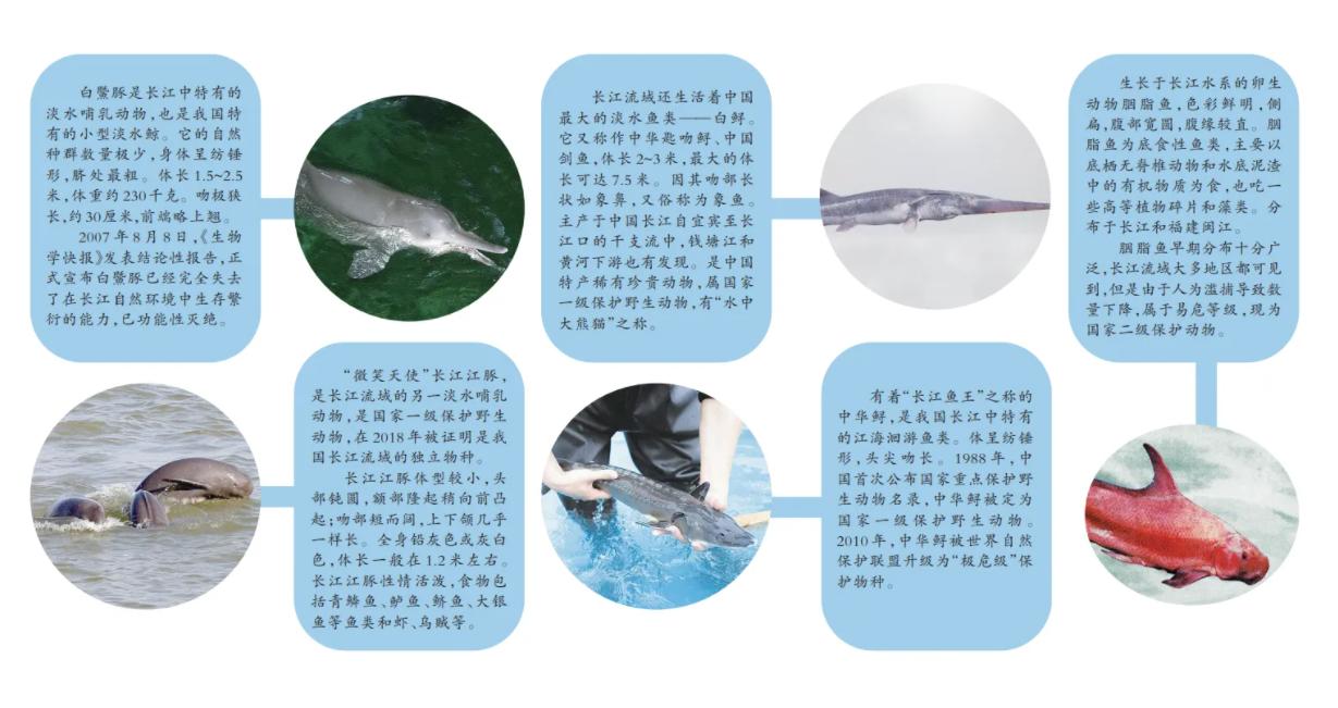 长江禁捕了哪里的刀鱼可以吃,长江禁捕哪来的刀鱼