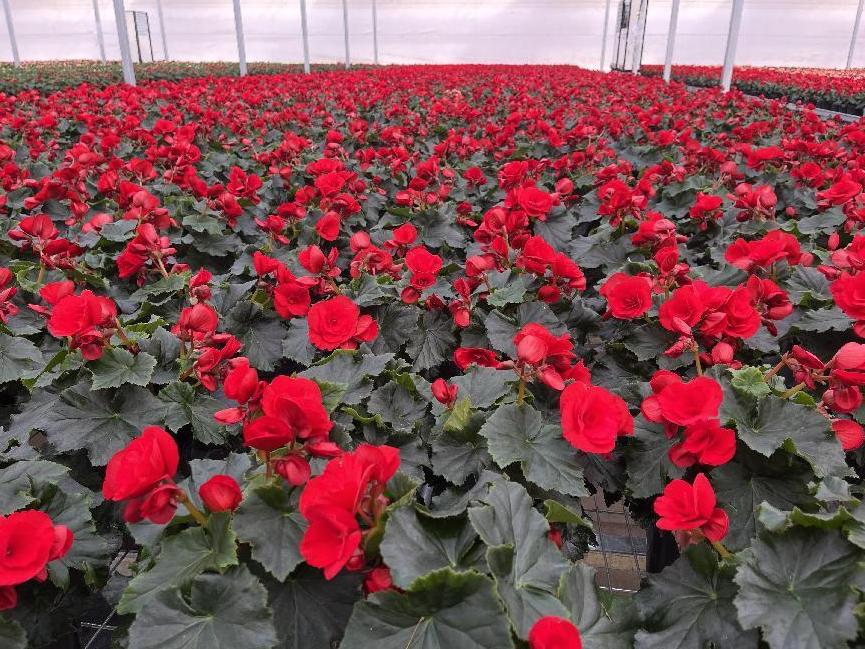 年宵花的市场在哪里,年宵花市场视频