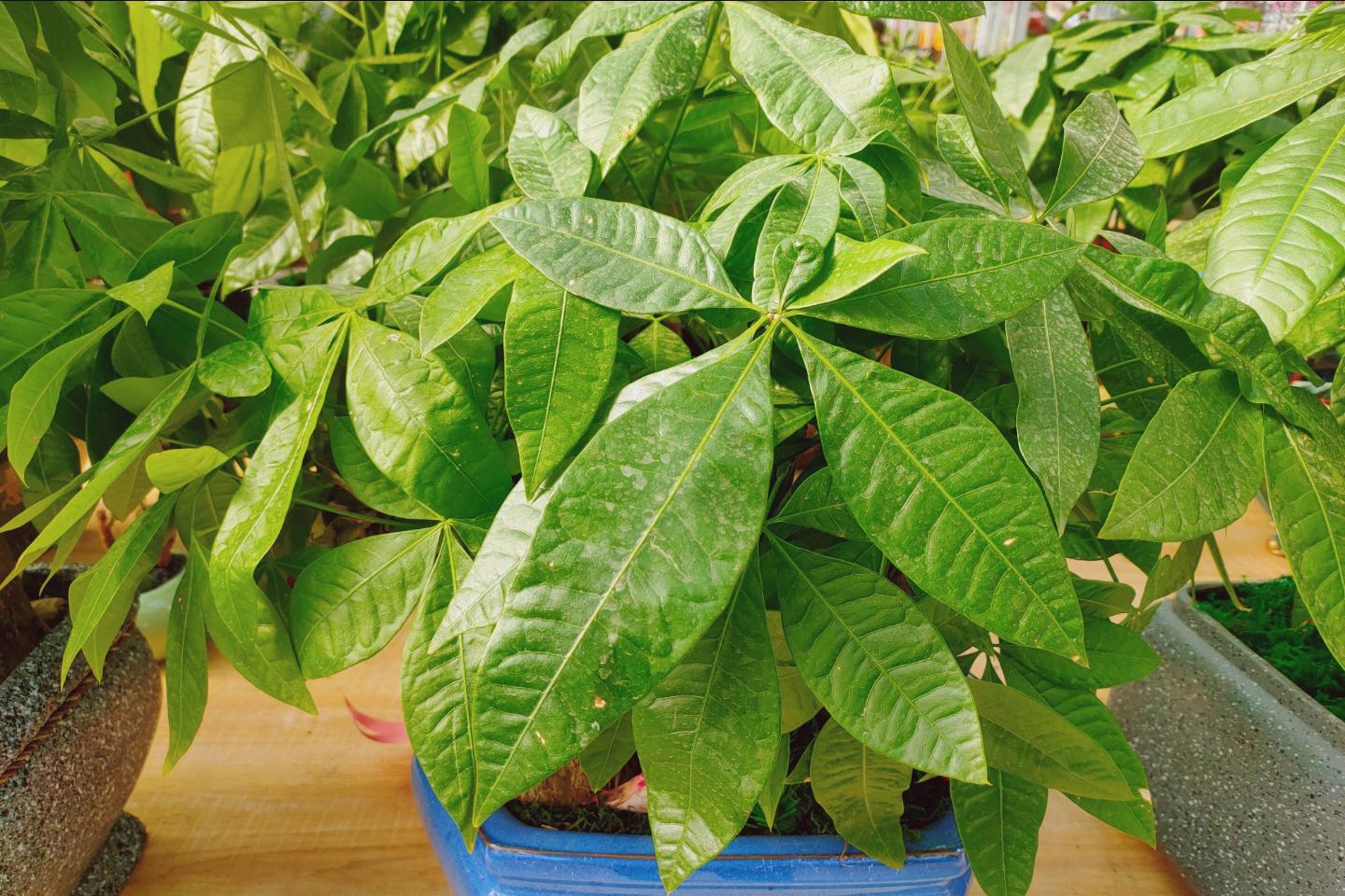 十大最旺家宅的盆栽花风水,好养且吉利的镇宅花