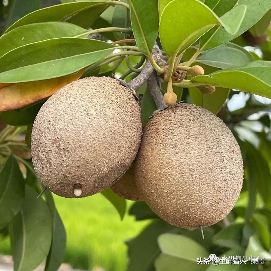 #奇异水果知多少#椰柿、黄晶果、冰淇淋果、巧克力布丁果等