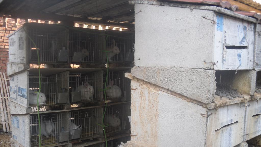 养殖场疾病,养殖兔子生病的状态和解决办法