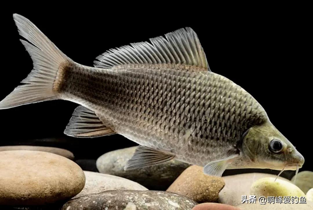 这种“黑鲤鱼”在野外可是个宝贝，钓不得抓不得，属我国特有物种