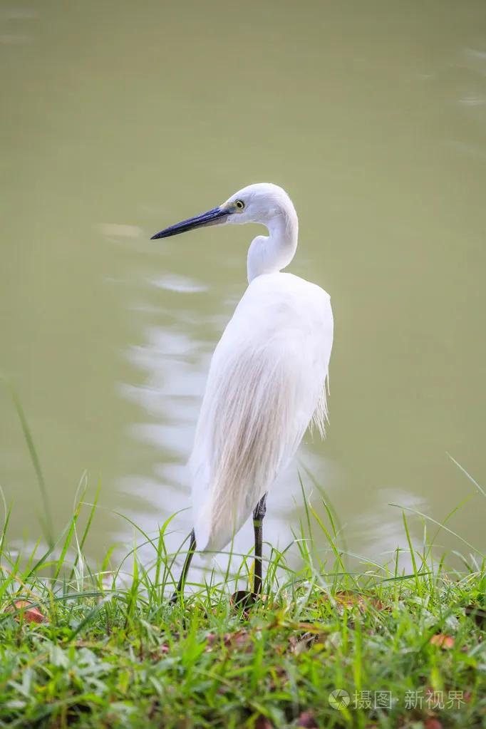 广州长隆野生动物世界有大象吗,广州长隆野生动物世界有多少动物