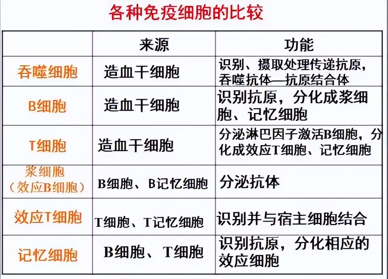 高中生物免疫失调知识点讲解视频,高中生物免疫调节