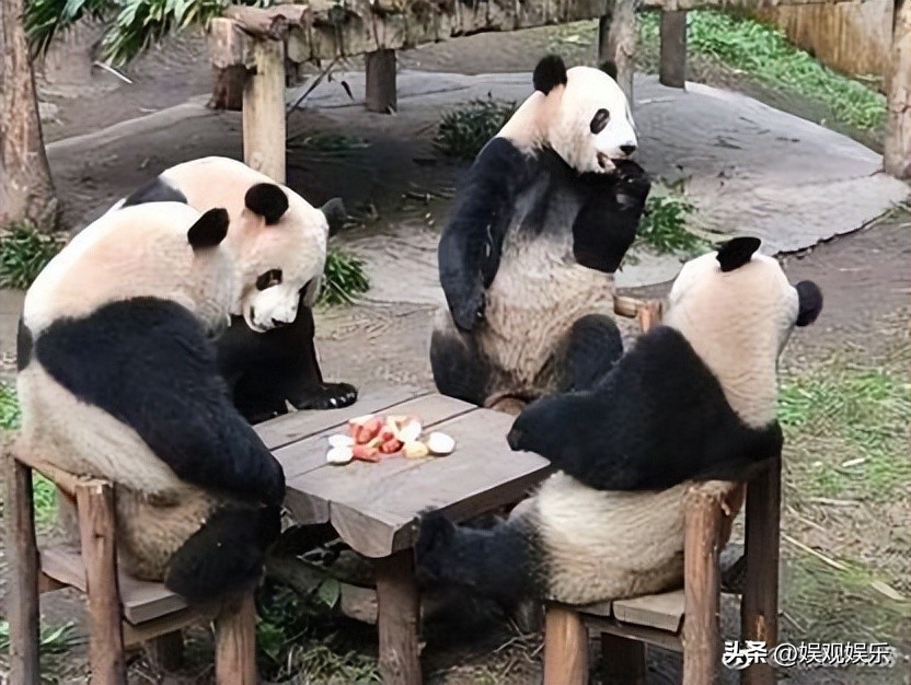 熊猫天团四喜丸子,熊猫四喜丸子和韭菜花叶