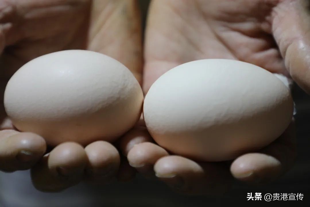 有机生态农场招商,有机生态农业赚钱吗