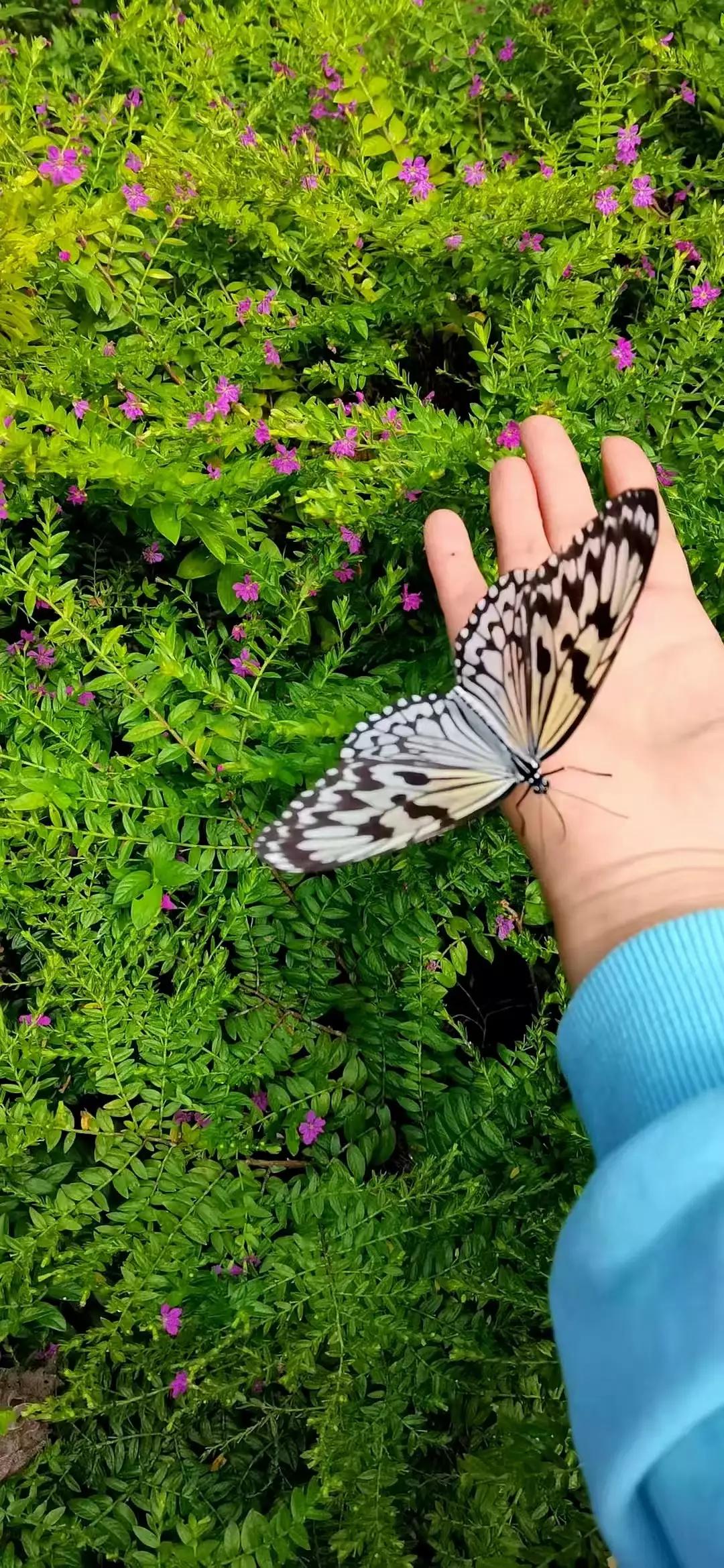 屡败屡战而又屡战屡败,屡败屡战亦英雄