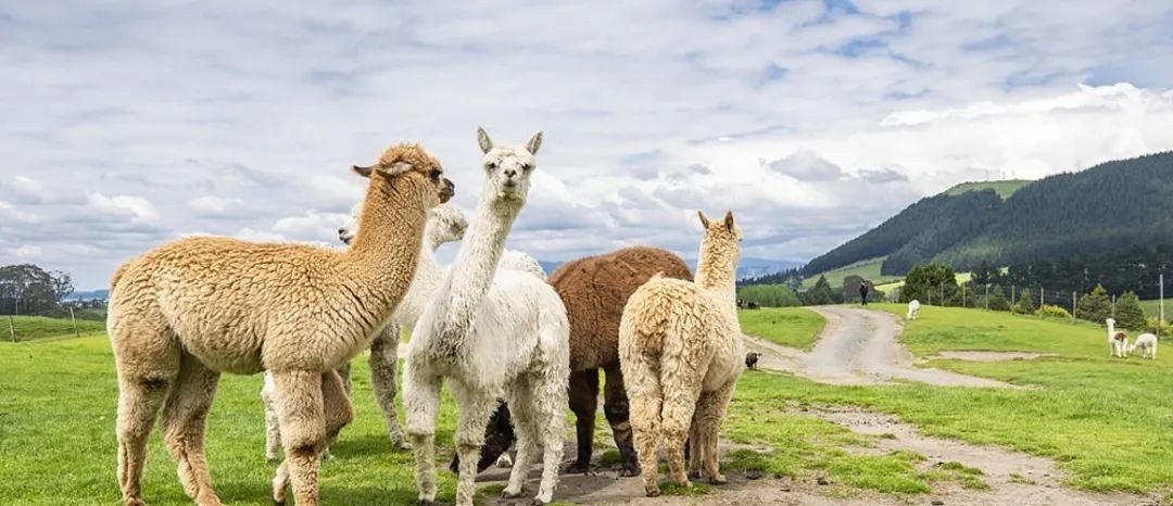 法国崔佧床垫面料,法国崔佧