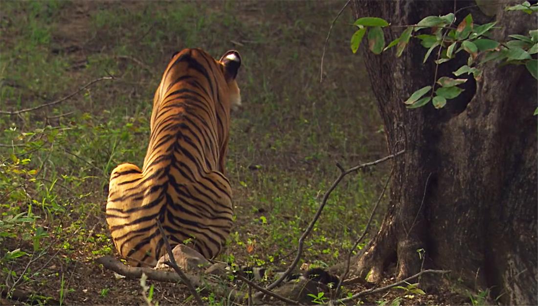 现存体型最大的犀牛白犀牛,独角犀牛最大多重