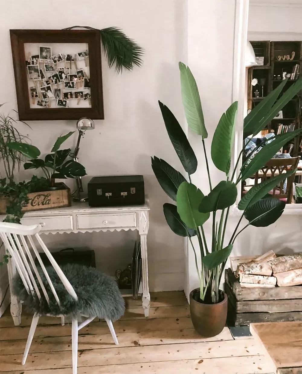 客厅实用盆栽植物有哪些,客厅一般放什么植物盆栽比较好