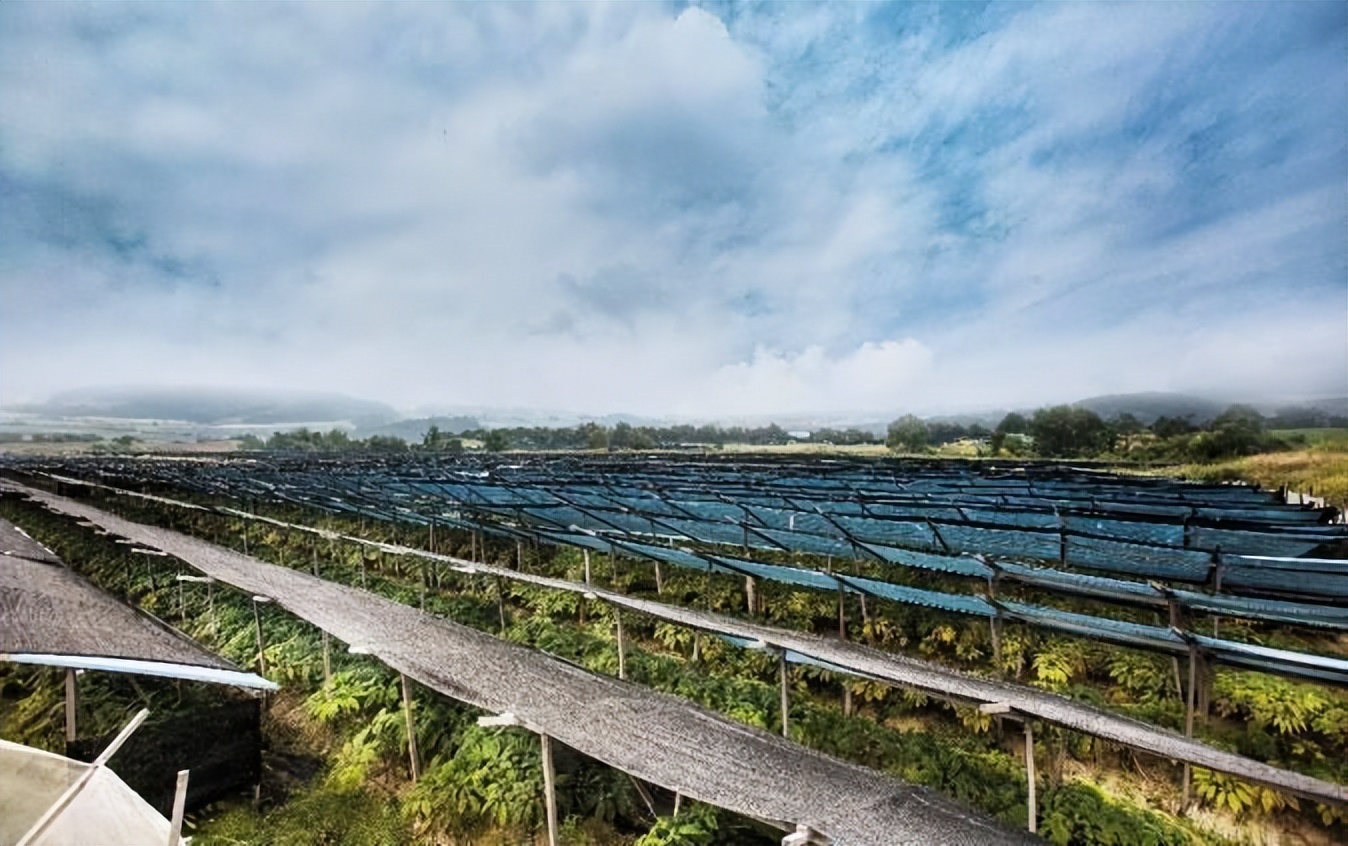 正官庄产品怎么样,正官庄红参哪一款性价比高