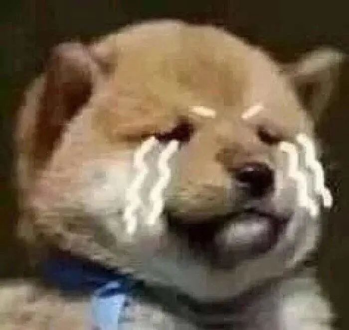 但凡给狗*载下**一个反诈APP，它都不至于被骗这么久