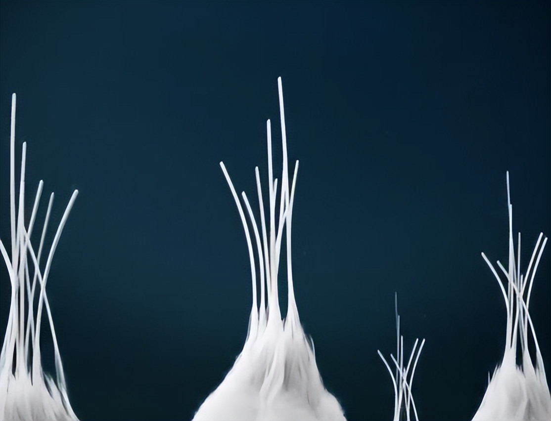 长绒棉今年为什么价格高,市场上卖的长绒棉是真的吗