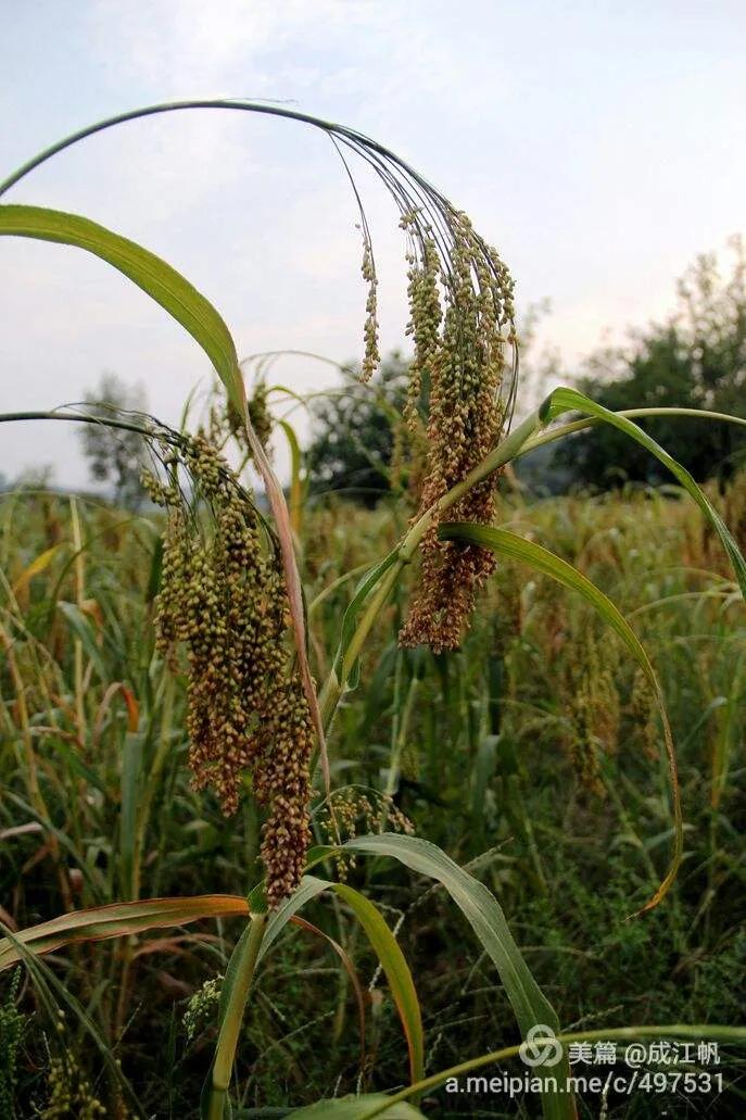 大黄米是黍子米吗,粘大黄米和糯小黄米的区别