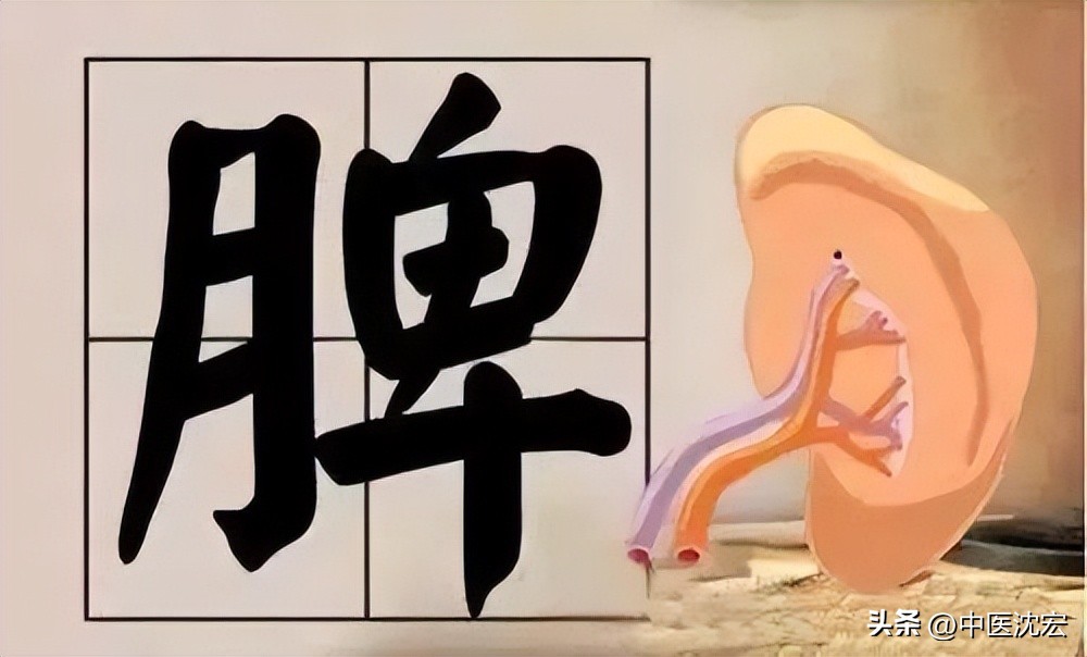 脾胃虚寒脂肪肝中成药,针对脂肪肝的中药