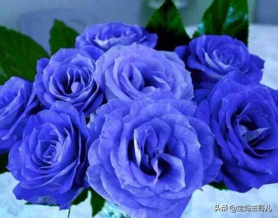 漂亮又特别的玫瑰花图片,特别漂亮的彩色玫瑰花图片