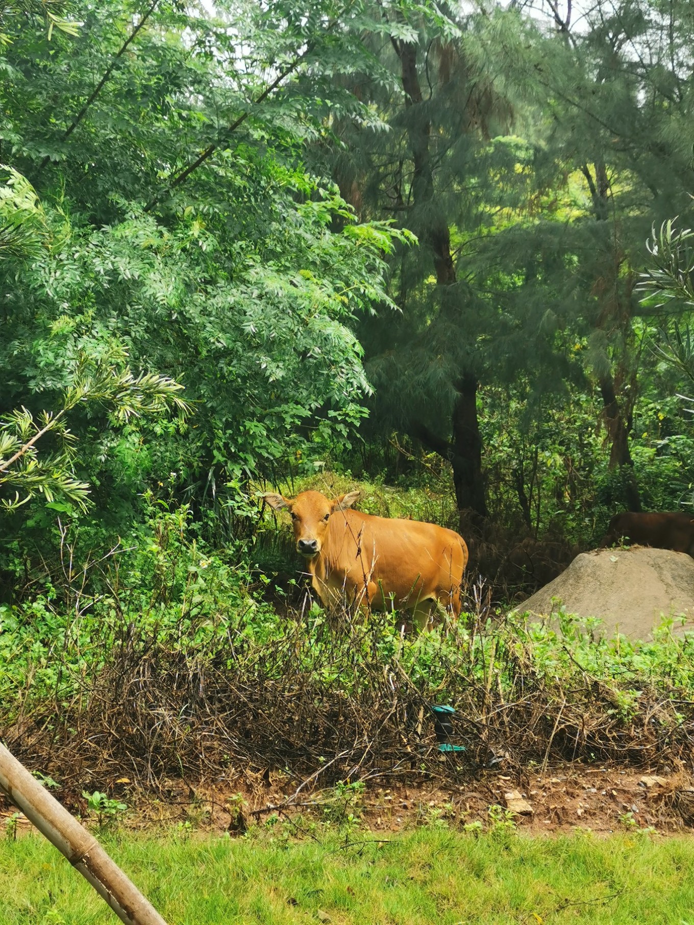 北海是一座令人向往的城市吗,北海是浪漫的城市