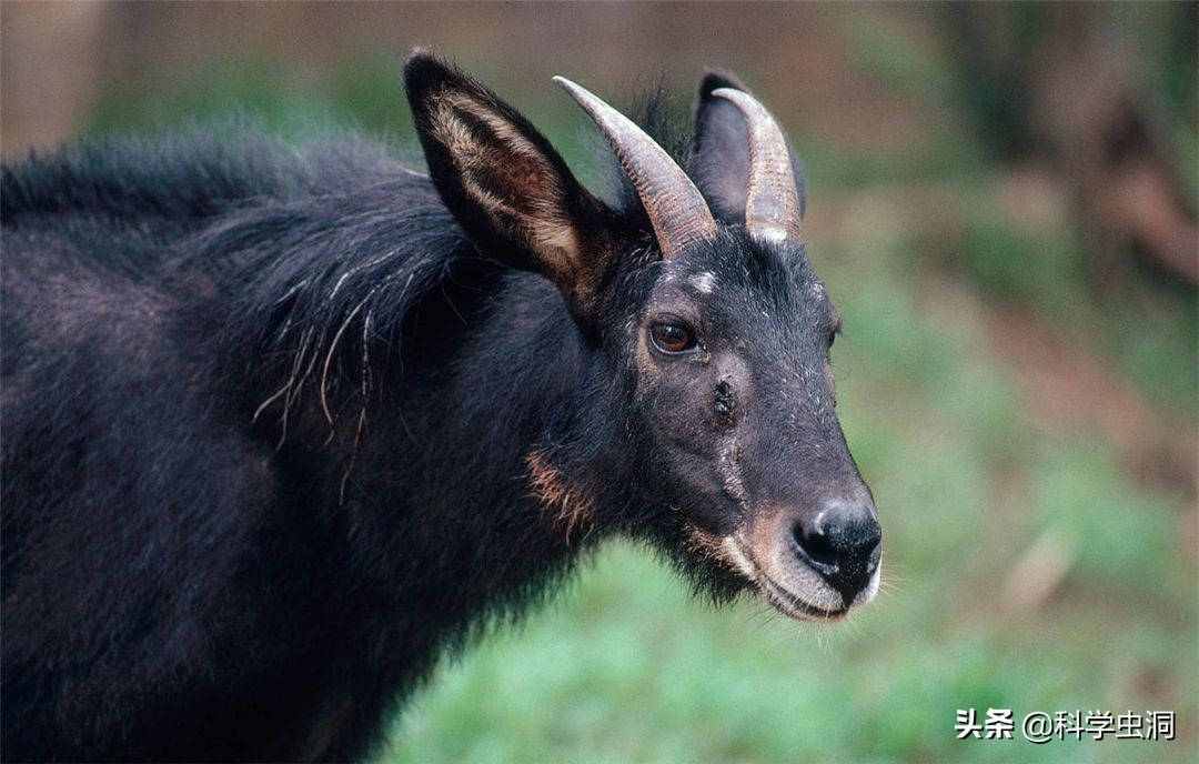 湖北出现多只神兽天马,湖北的天马好吗