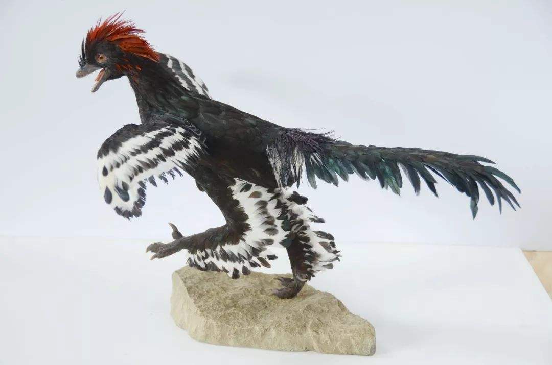 大型恐龙灭绝小型恐龙演化成鸟类,恐龙并没有灭绝而是进化成了鸡