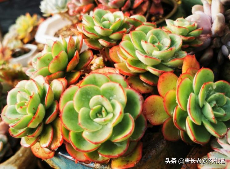 多肉叶插不用优芽素多久长根,多肉叶插不用营养液可以吗