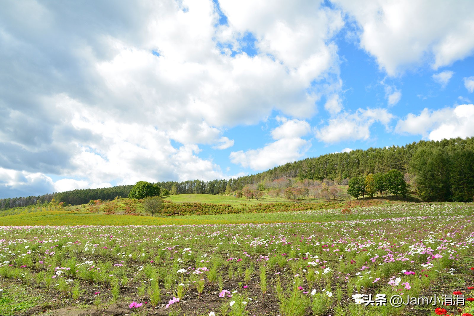 适合拍花的滤镜高级,拍春天适合用什么滤镜