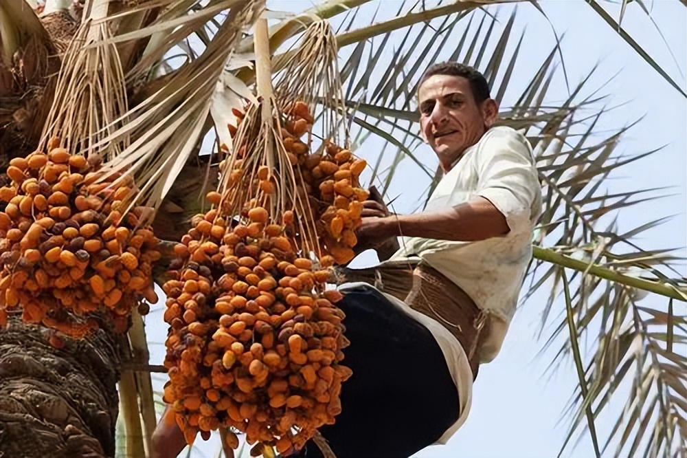 你不知道的国家冷知识尼日利亚篇,你不知道的国家冷知识突尼斯