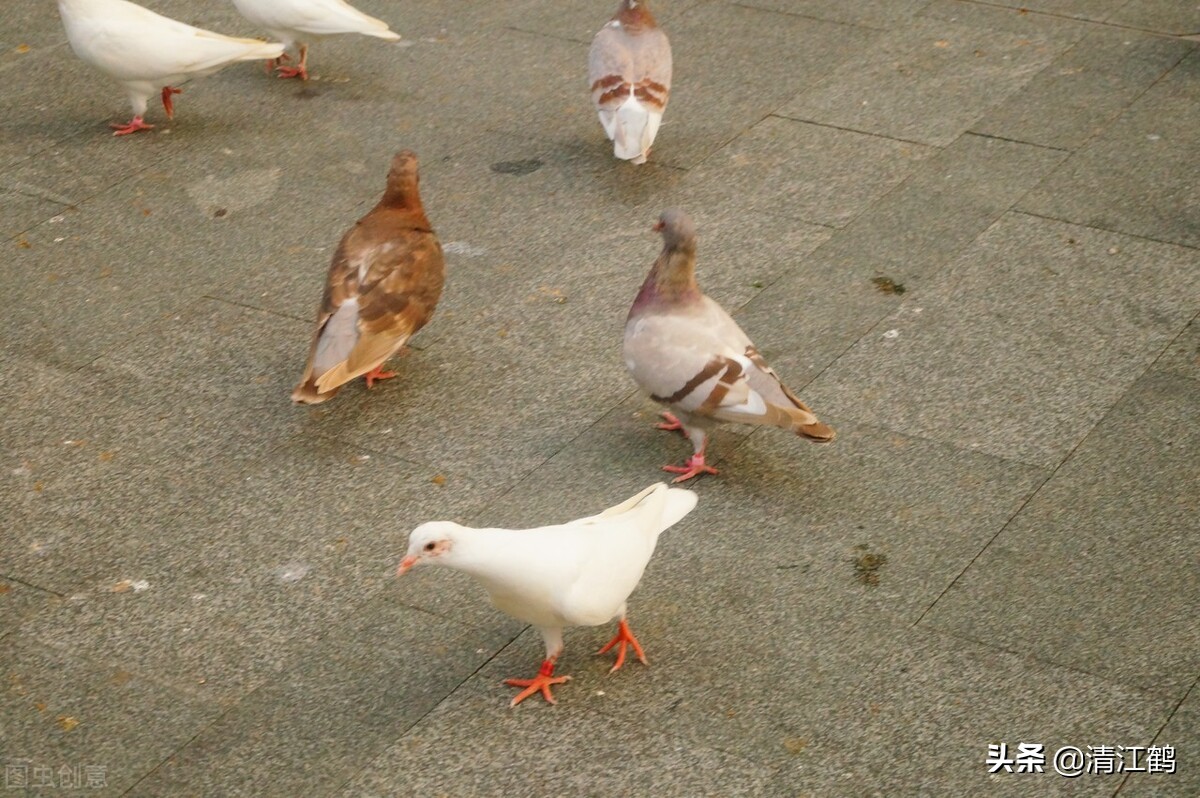 鸽子喂食的正确方式,散养的鸽子每天的什么时候喂最好