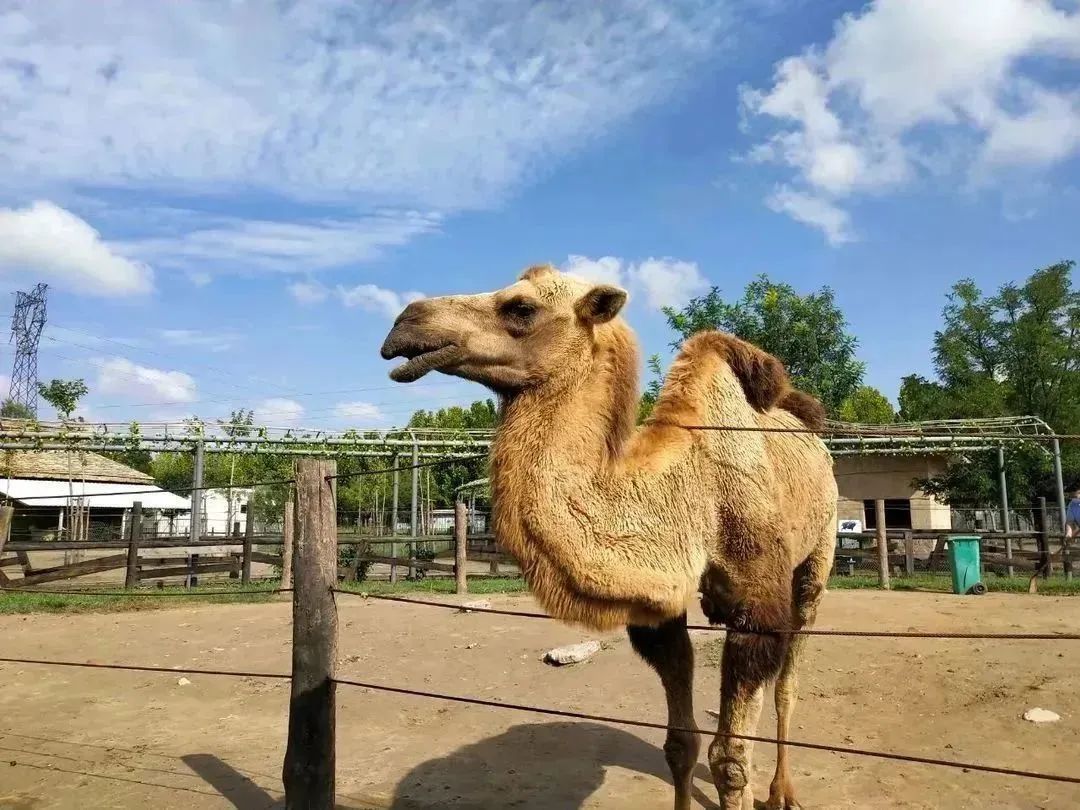 东营秋季旅游攻略,秋天东营旅游攻略必玩的景点