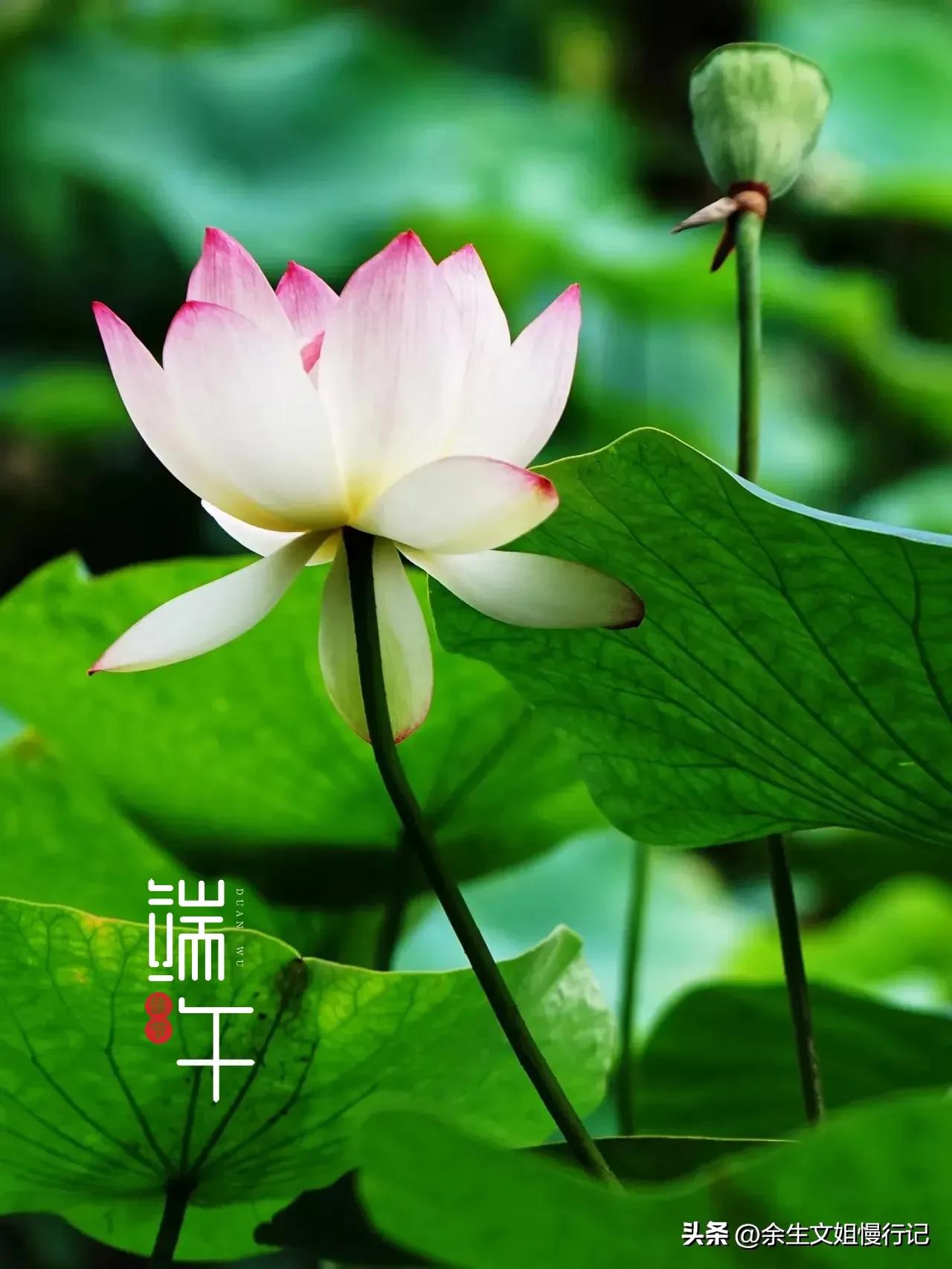 端午节的起源和演变手抄报,端午节的起源和哪个人物无关