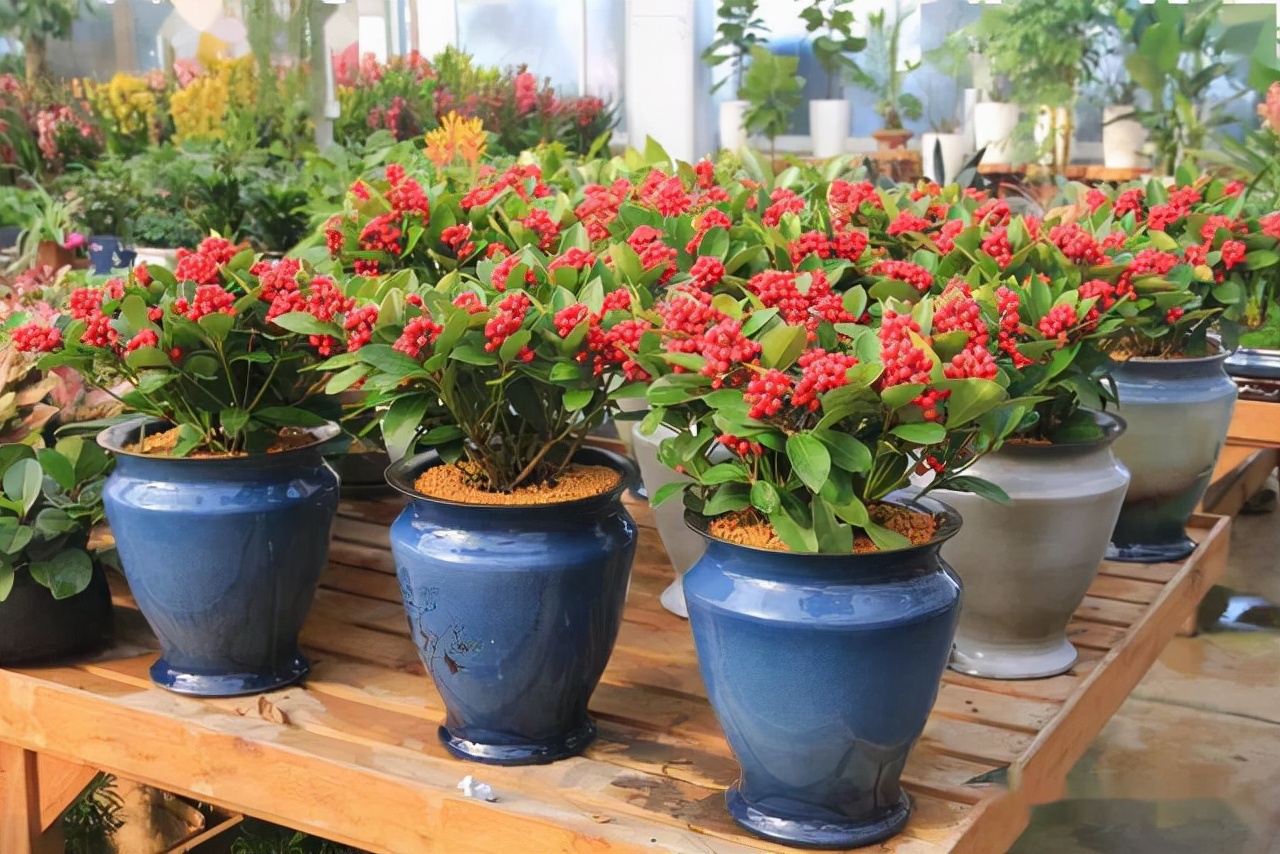 最名贵的十种花卉名称及图片大全,既好养又值钱的花卉