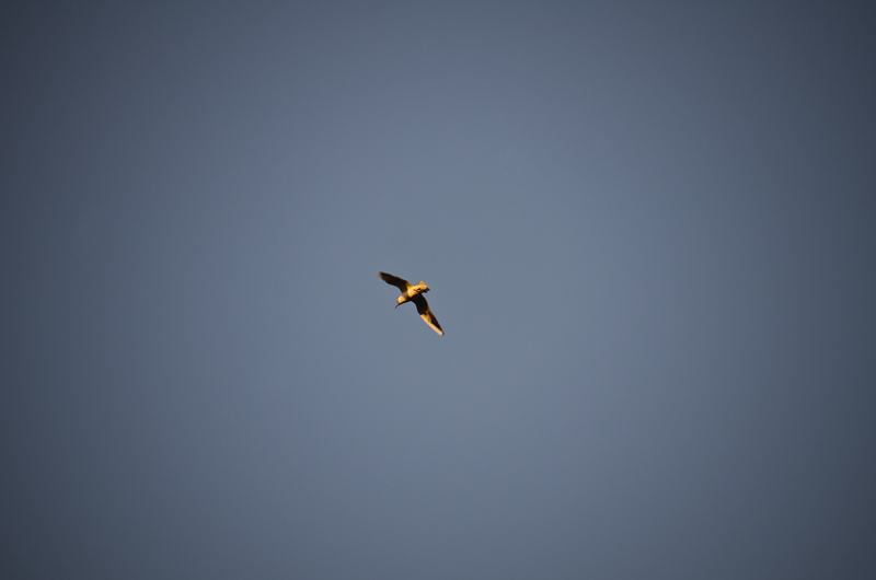 云南旅游昆明海鸥,翠湖昆明旅游攻略