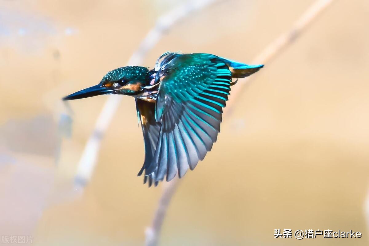 怎么拍出有力量感的动作,如何拍出具有冲击力照片