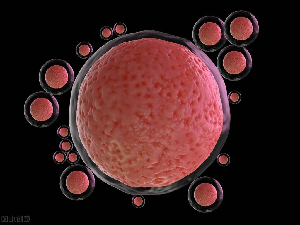 有发育卵泡是不是就能受孕,不孕不育知识讲解