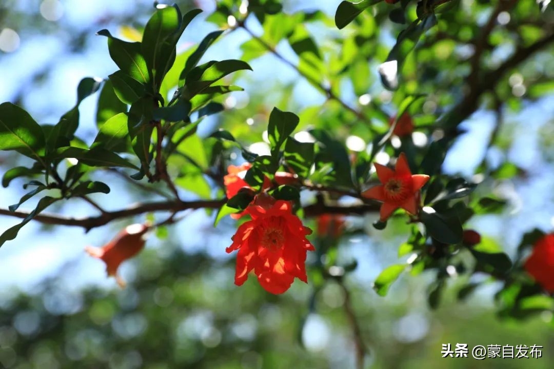 蒙自石榴在云南非常出名,有一种生活叫云南开远
