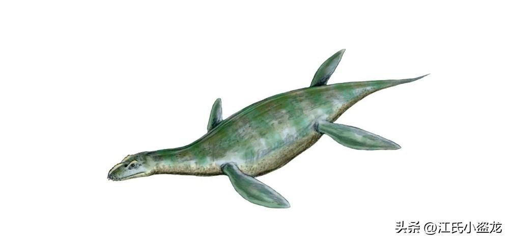 全民众筹买化石，终于知道它吃什么了！