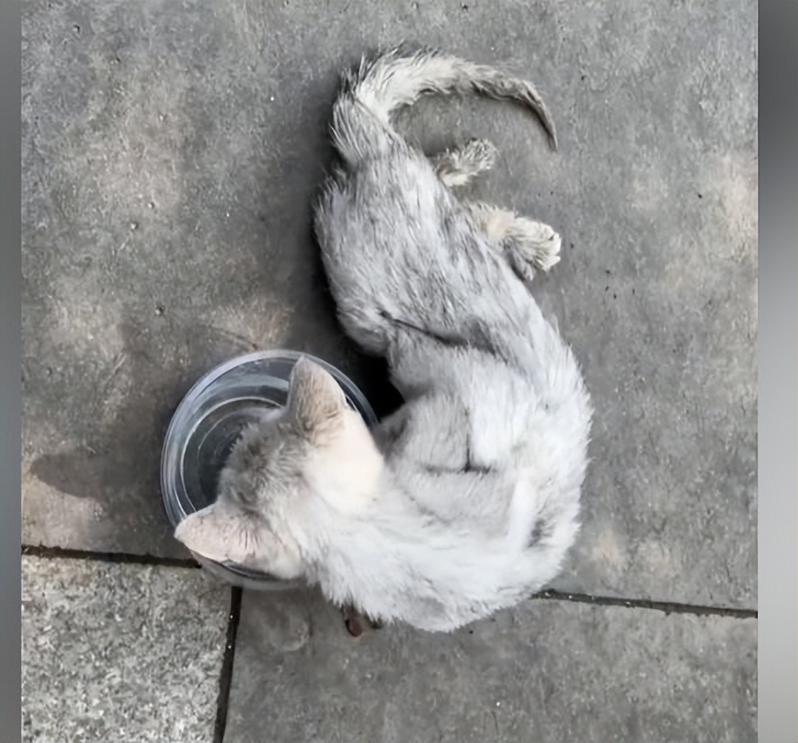 流浪猫救助20天后猫咪越来越萌啦,有必要花费巨资救助流浪猫吗