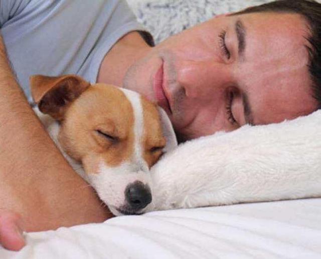 狗狗睡觉姿势说明了什么,狗狗睡觉冷了会有什么表现