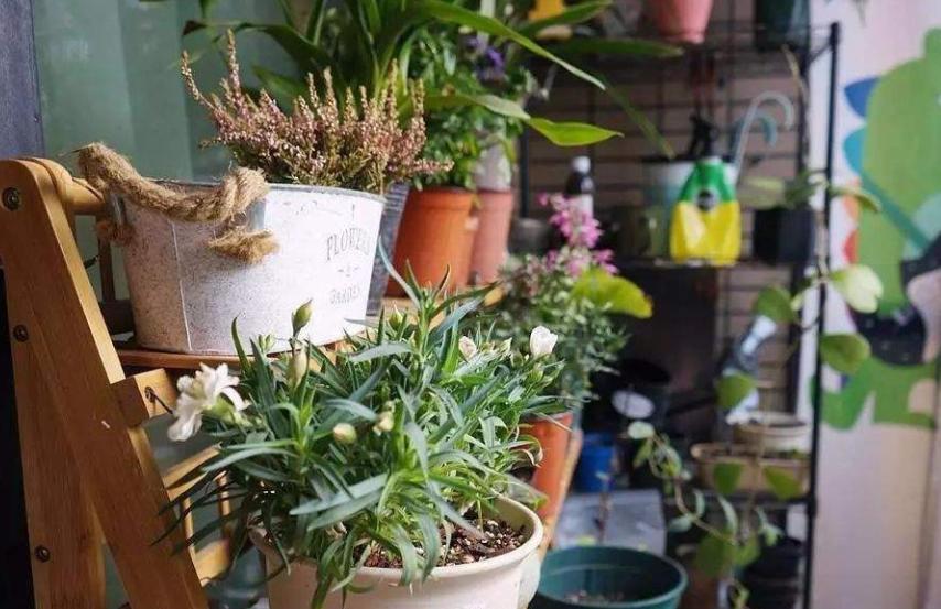 哪些花冬天需要移到室内,冬季花怎么过冬最好