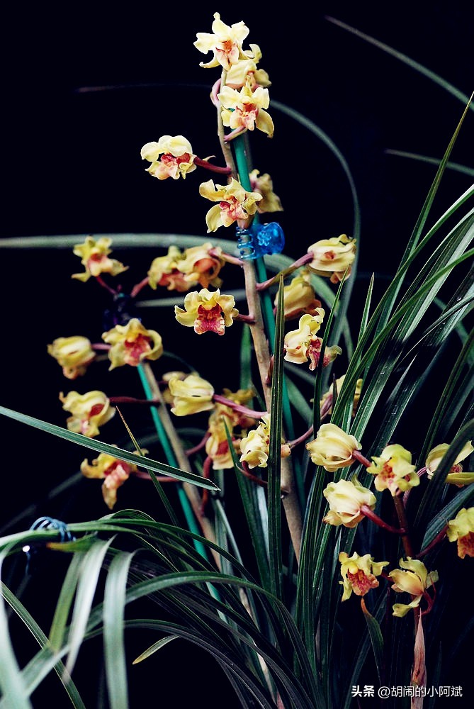 鐝嶇█澶х洿绔嬪彾钑欏叞,涓浗鍗佸ぇ鐝嶈吹钑欏叞