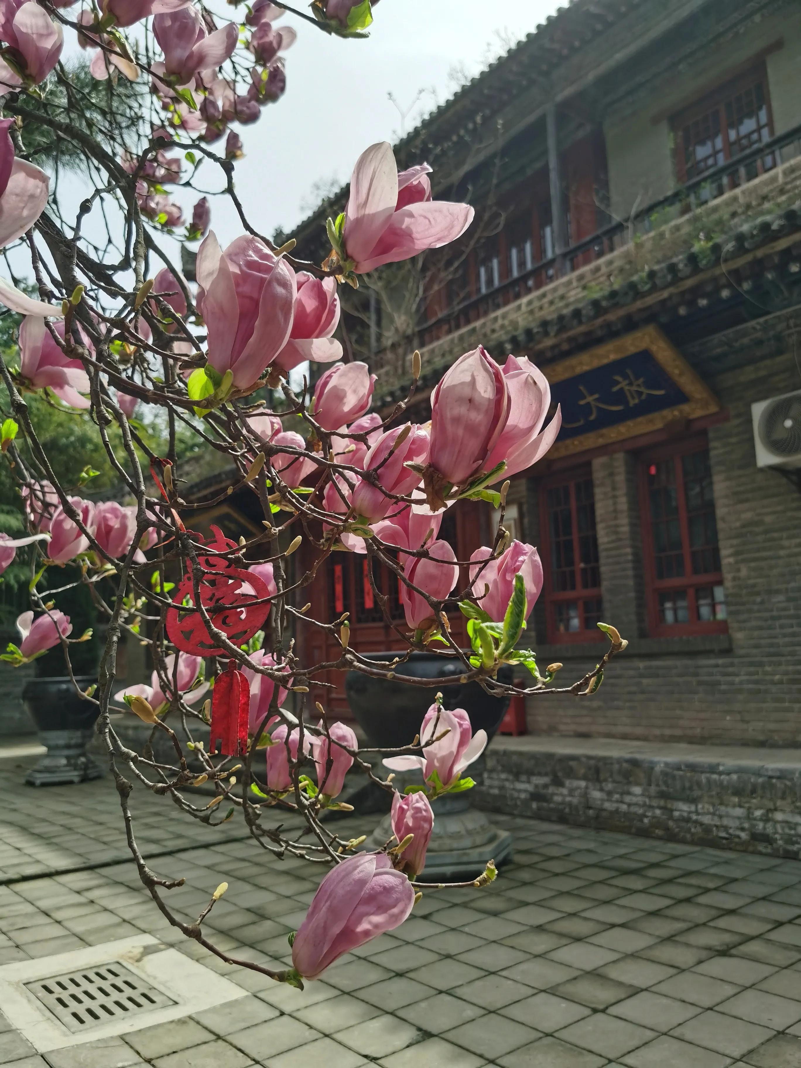 西安大兴善寺免费景点,西安市的世界文化遗产
