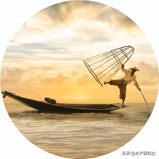 刺参营养价值和功效,刺参的营养成分分析